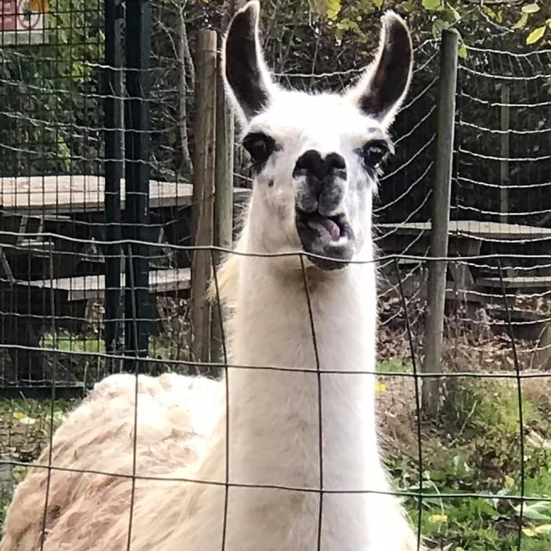 Rocky le Lama, Tropicaland, la jungle aux dinosaures, parc botanique et animalier
