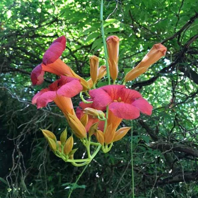 fleurs exotiques dans la jungle savoyarde Tropicaland, la jungle aux dinosaures, parc botanique et animalier en Haute Savoie