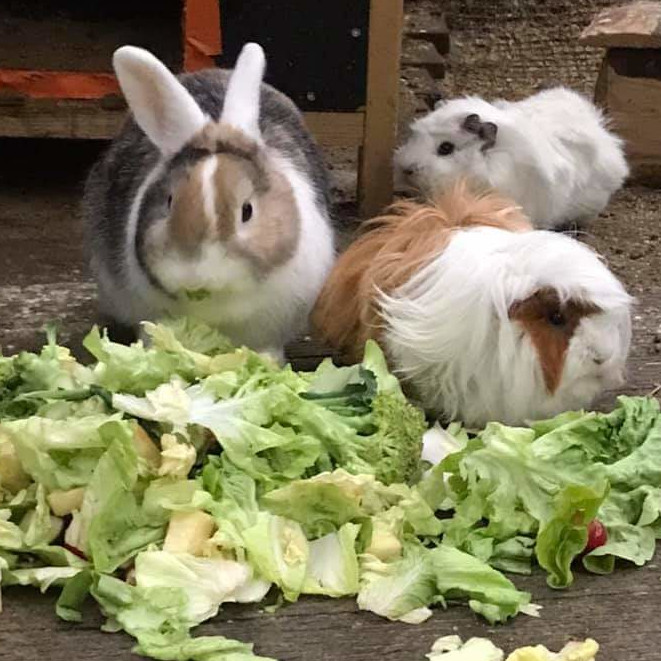 lapin et chinchilla à Tropicaland, la jungle aux dinosaures, parc botanique et animalier en Haute Savoie